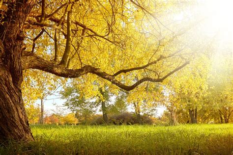 Beautiful Autumn Tree With Fallen Dry Leaves Stock Photo Image Of
