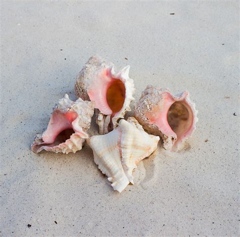 Free Images Hand Pink Material Invertebrate Seashell Conch