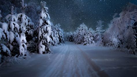 Starry Winter Night Over The Snowy Forest Wallpaper Backiee