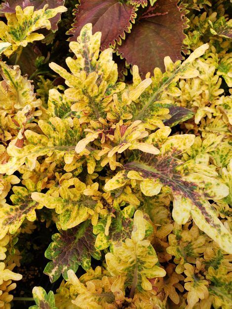 Under The Sea Fire Coral Coleus Painted Nettle Pink Foliagestems Or