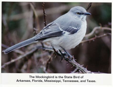 Postcard Mockingbird State Bird Of Arkansas Florida Mississippi
