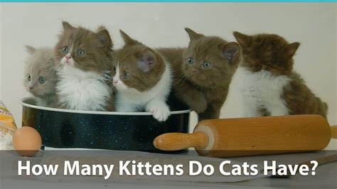 On april 30th, 2019, redditor heftydmv posted a tumblr interaction in which a cat is shown typing the question can cats have a little salami? to. How Many Kittens Can A Cat Have Per Litter And Over A ...