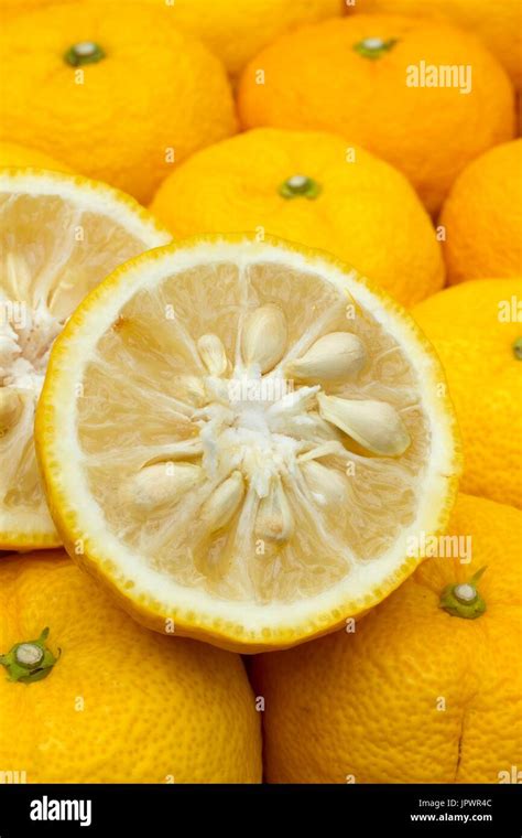 Citrus Junos Yuzu Japanese Lemon X Citrus Ichangensis Stock Photo