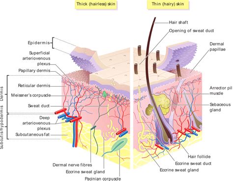 Accessory Structures Of The Skin Boundless Anatomy And Physiology