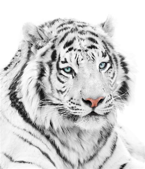 White Tiger Stock Photo Image Of Natural Large Background 95010288