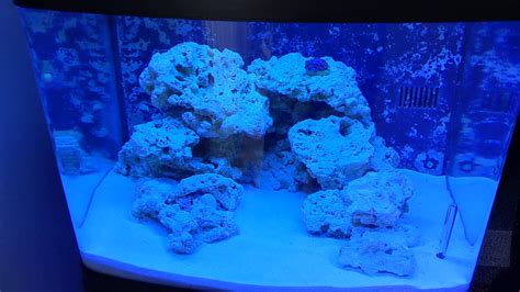 Vlog 29g Biocube Saltwater Reef Tank Day 17 First Corals Youtube