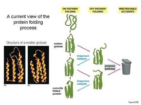 Protein Folding The Production Of A Mature Protein