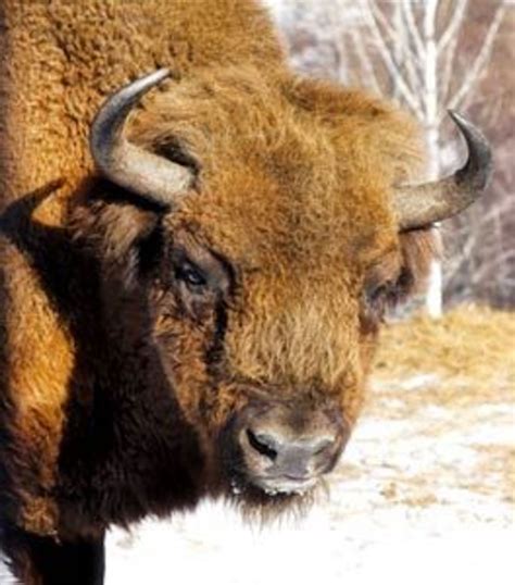 The Iconic American Bison Hubpages