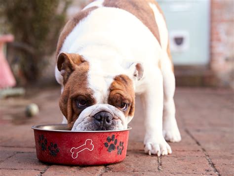 Do Dogs Like Eating The Same Food Every Day