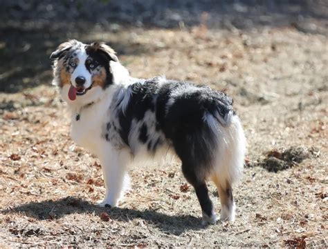 Are Australian Shepherds Good Guard Dogs And 5 Other Choices