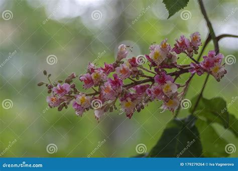 Aesculus Carnea Pavia Red Horse Chestnut Flowers In Bloom Bright Pink
