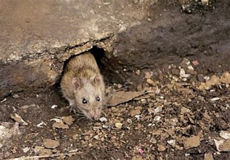 New York Rats Carry Some Pretty Scary Diseases The Washington Post