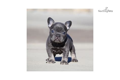 High quality blue, chocolate, lilac, blue and tan french bulldog puppies for sale. Akc Blue Tri : French Bulldog puppy for sale near Los ...