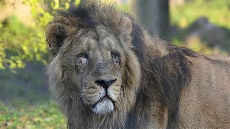 Madhya Pradesh Gwalior Zoos Babbar Sher Jai Breathes Its Last