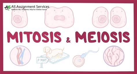 Mitosis And Meiosis Cartoon