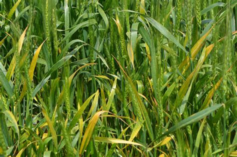 http://cropwatch.unl.edu/2016/head-diseases-barley-yellow-dwarf-wheat