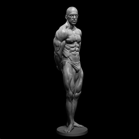Muscle References For 3d Sculptors Bundle 05 Zbrushcentral