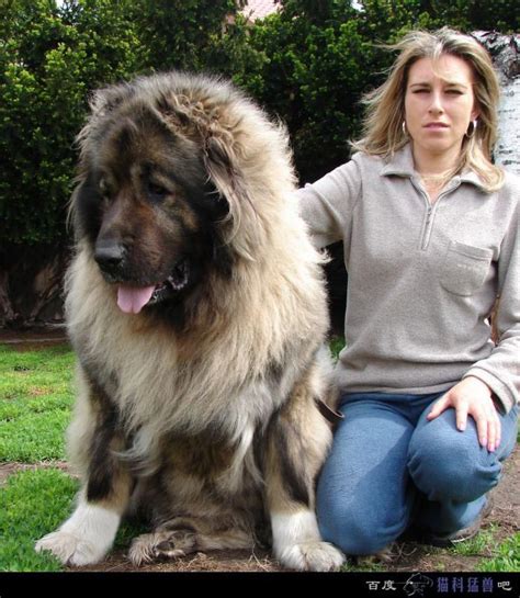 A M A Z I N G Look At The Size Of This Dog Breed Caucasian Ovcharka