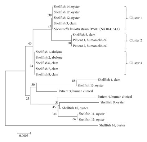 Characteristics And Phylogeny Of Shewanella Haliotis Isolated From