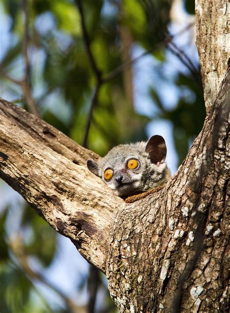 Red Tailed Sportive Lemur Photograph By Science Photo Library Fine