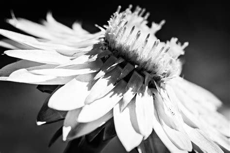 Free Images Black And White Flower Petal Flora Close Up Macro