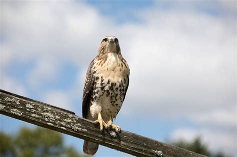 Juvenile baby red tailed hawk. Juvenile Red Tailed Hawk - Juvenile Red Tailed Hawk ...