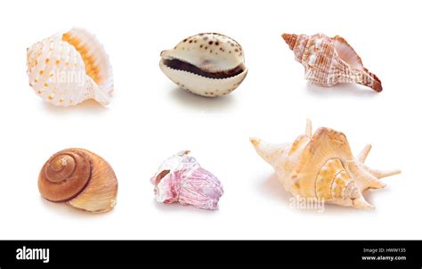Types Of Conch Shells
