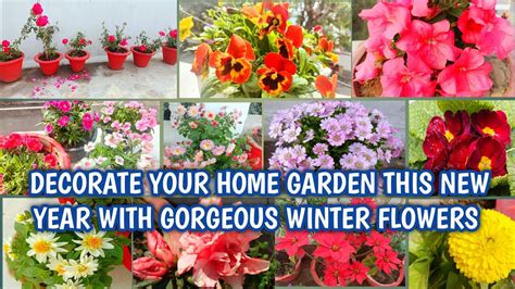 Decorative Home Garden This New Year With These Winter Flowering Plants