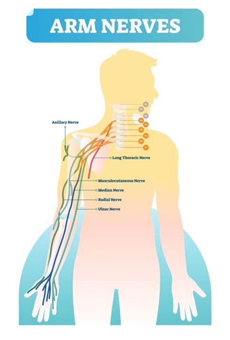 Shoulder Nerves Vessels Diagram Function Body Maps