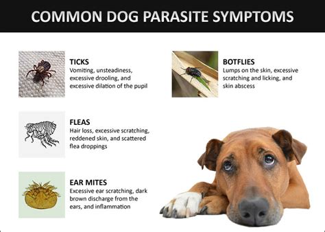 Cats usually get tapeworms after eating fleas that are infected with tapeworm eggs. How to Identify and Get Rid of Dog Parasites - Dog ...