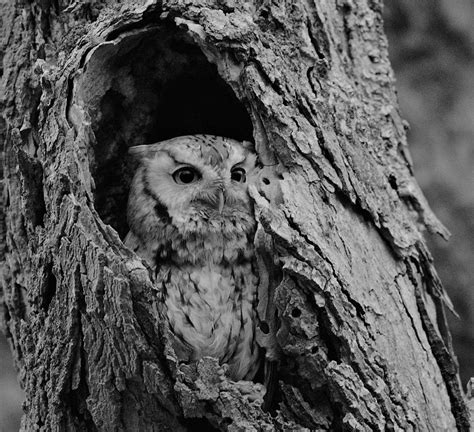 Hiding Screech Owl Photograph By Jo Ann Matthews Fine Art America