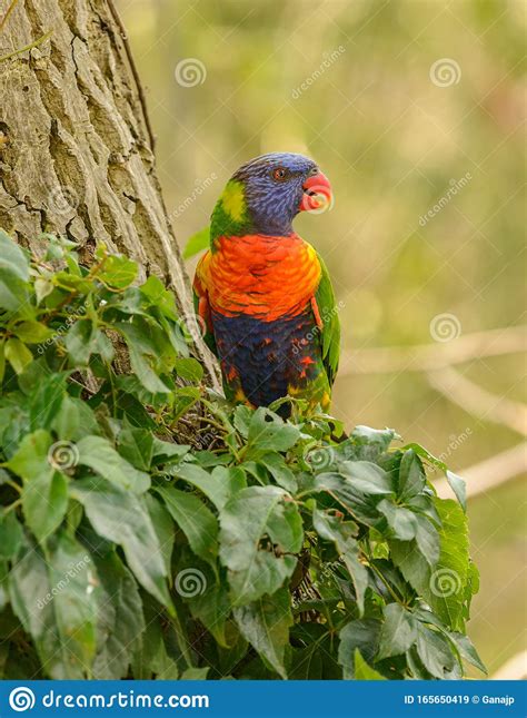 Rainbow Lorikeet Parrot On A Tree Stem Stock Image Image Of Closeup