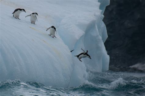 Photos Of Elephant Island That Will Make You Want To Go To Antarctica