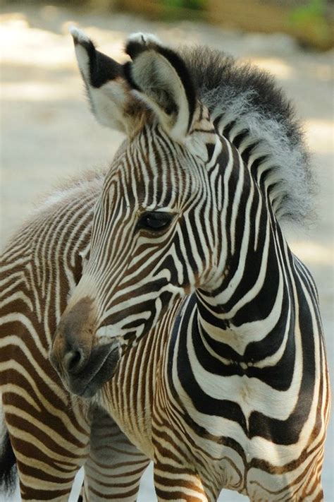 Download First Female Foal: A Baby Grevy's Zebra for Cincinnati Zoo ...