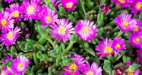 Spiegazione della pianta grassa all'uncinetto con i fiori gialli. Piante Grasse Da Esterno Nomi - CUPPAIPRECPI