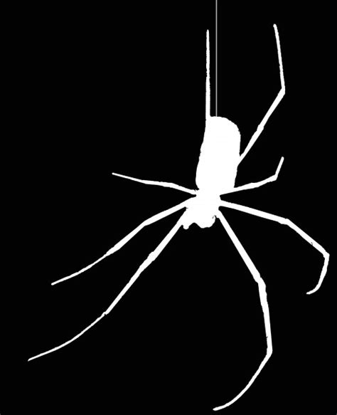 White Spider Silhouette Free Stock Photo Public Domain Pictures