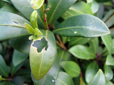 What is the best fertiliser for clematis? Graphicality-UK: What's eating my garden?!
