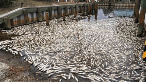 Thousands Of Dead Fish Wash Up In Gulf Shores Wpmi