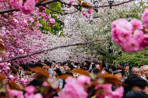 Rainas Japan Travel Journal Osaka Cherry Blossom Report
