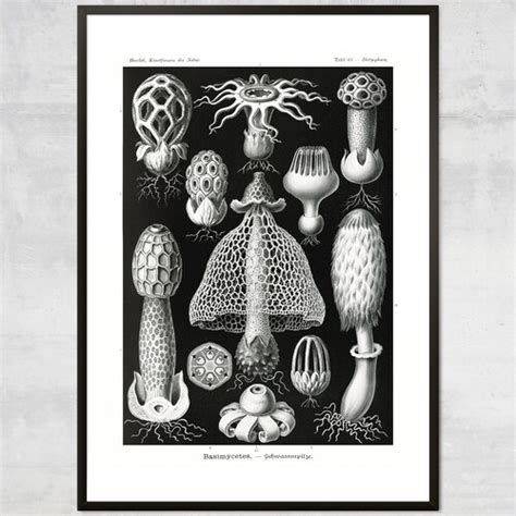 Vintage Mushroom Diagram Art Print Antique Botanical Home Etsy UK
