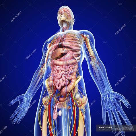 Anatomia Maschile Con Tessuti E Sistemi — Circolazione Milza Stock