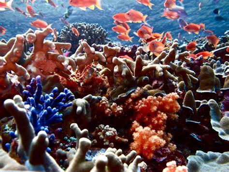Polluted Coral Reefs