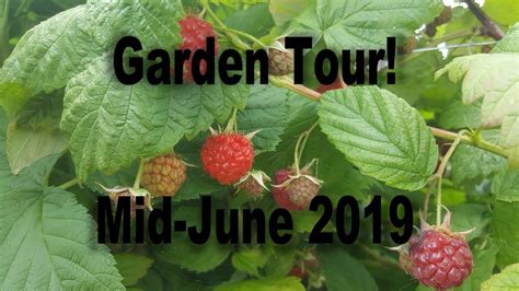 Mid June Garden Tour Youtube