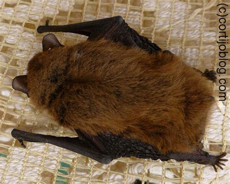 Bats Facts About Bats