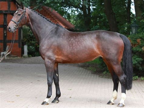 Cosima A Holsteiner Mare German Horse Center