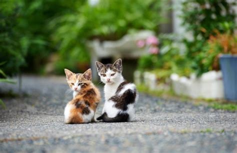Yang ini betul betul senyum kambing. 63 Gambar Kucing Lucu Ini Bakal Bikin Kamu Gemes