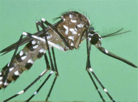 Asian Mosquito Could Bring Tropical Diseases To Britain The