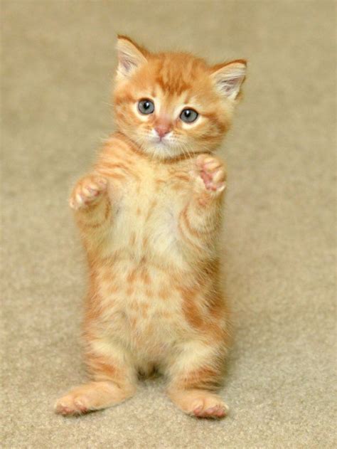 17 Best Images About Cutest Animals On Pinterest Cats