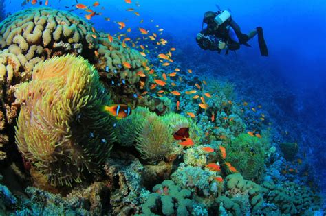 Five Best Places To Go Scuba Diving In Egypt Scuba Diving