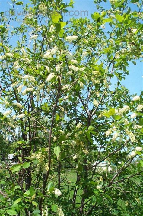 Plantfiles Pictures Choke Cherry Virginia Bird Cherry Prunus
